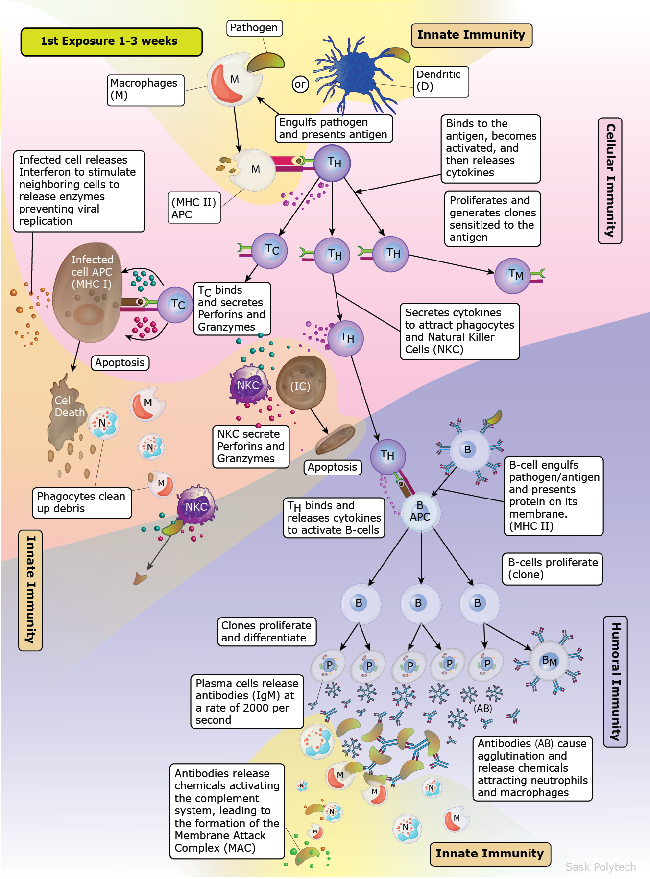 Immunity graph illustration